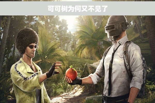 可可树为何又不见了