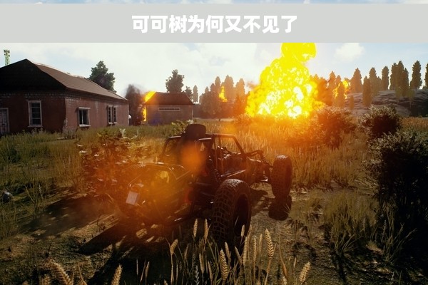 可可树为何又不见了